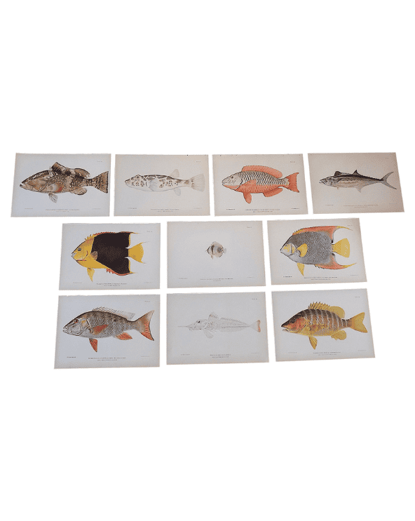 Tropical Fish Lithographs